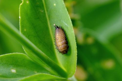 Réf. 260 919 : Cassida azurea